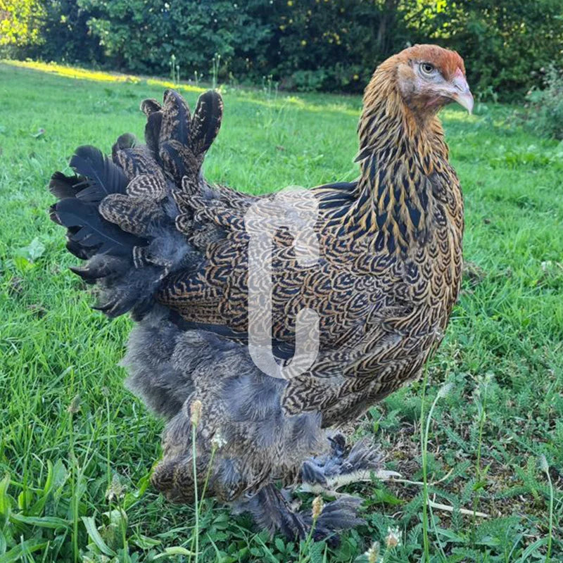 Poule Brahma