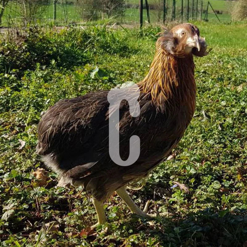 Poule Araucana