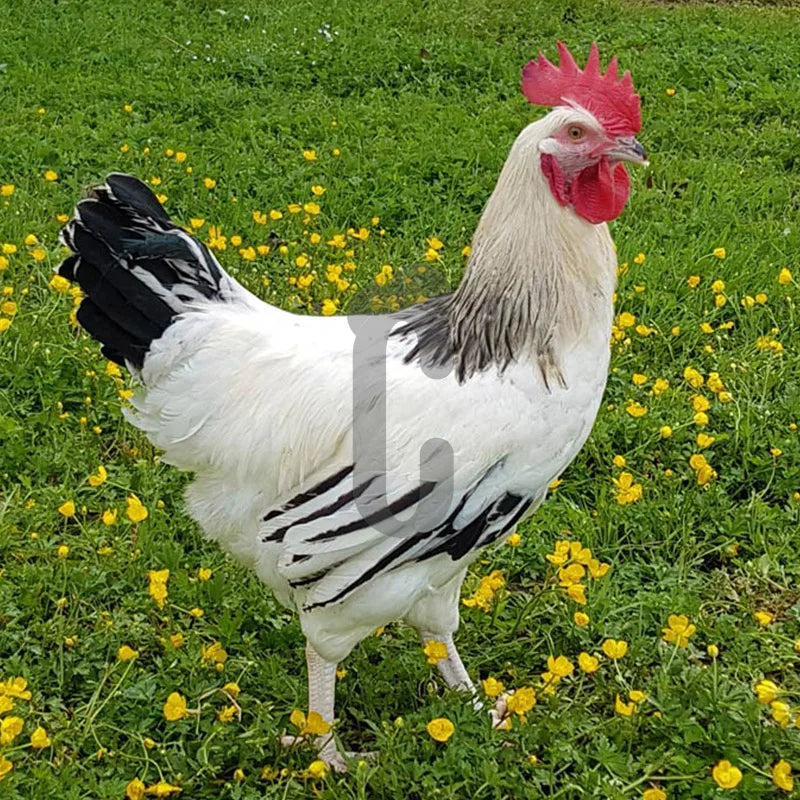 Coq type Sussex
