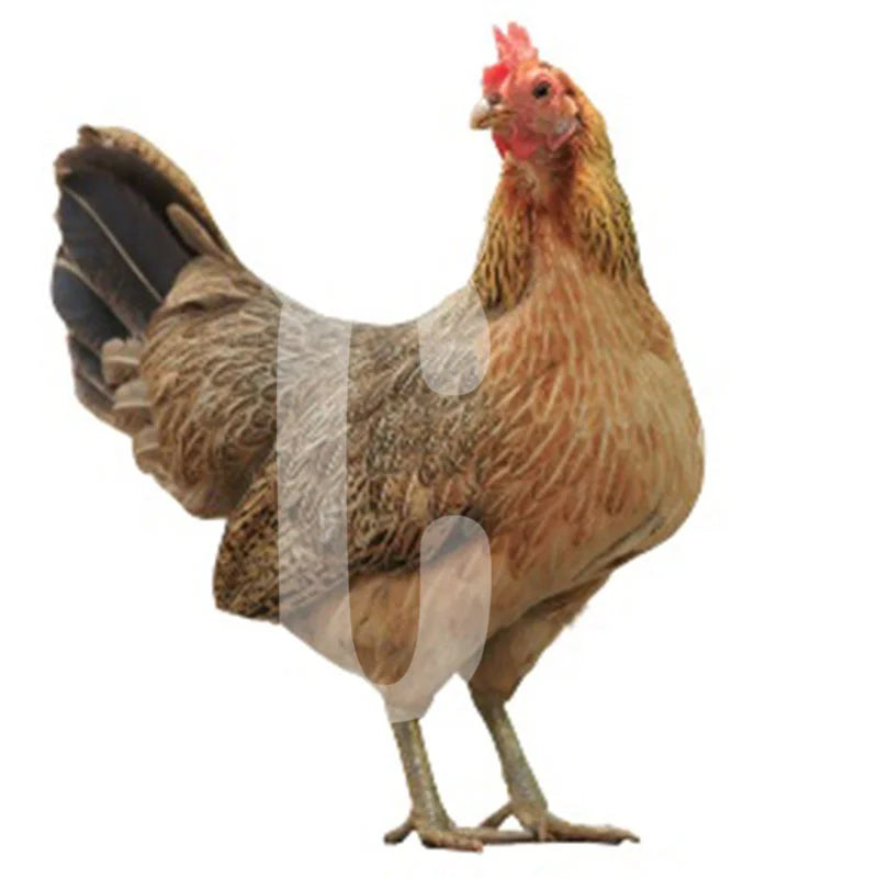 Poule Gauloise dorée