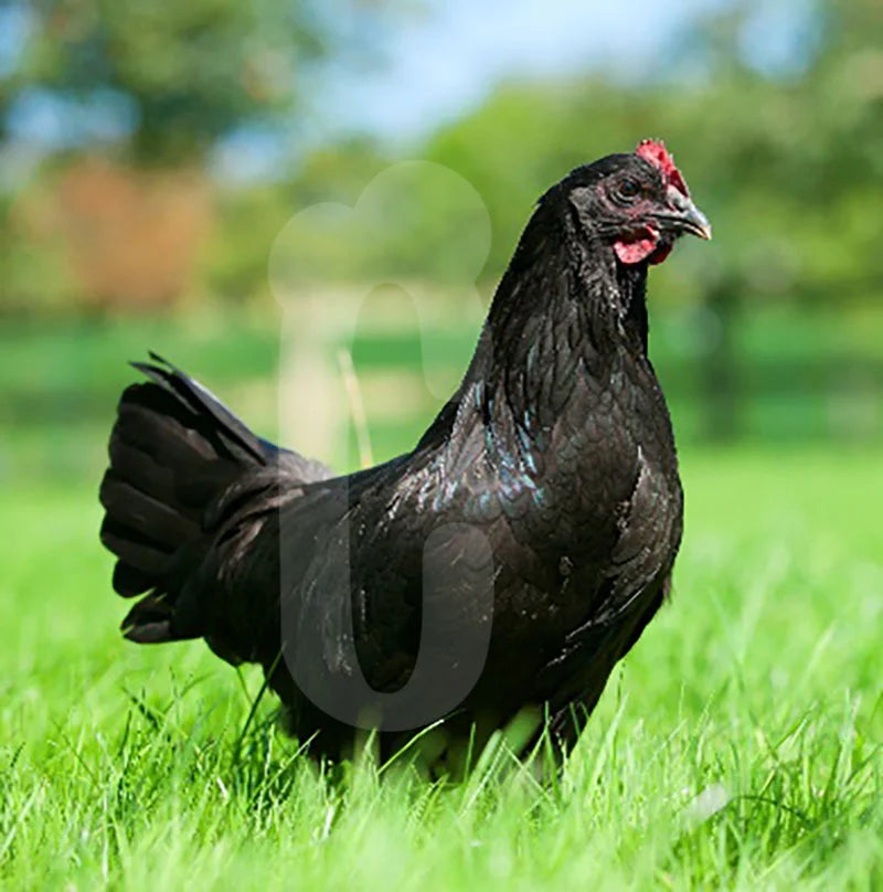 Poule Janzé