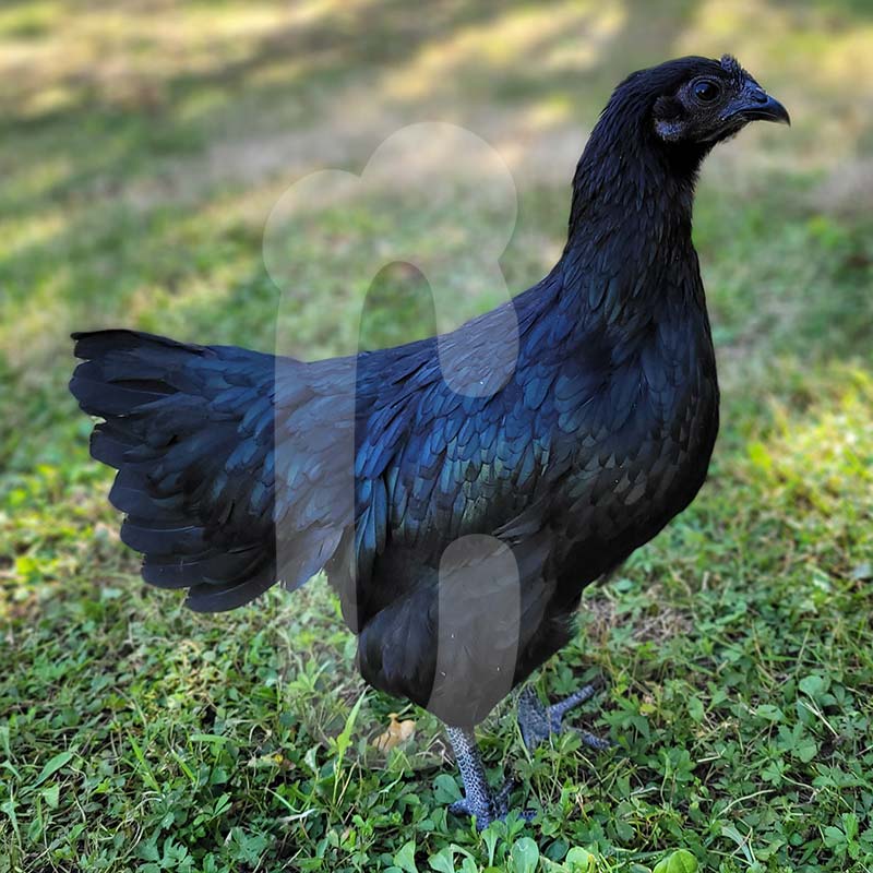Poule Ayam Cémani