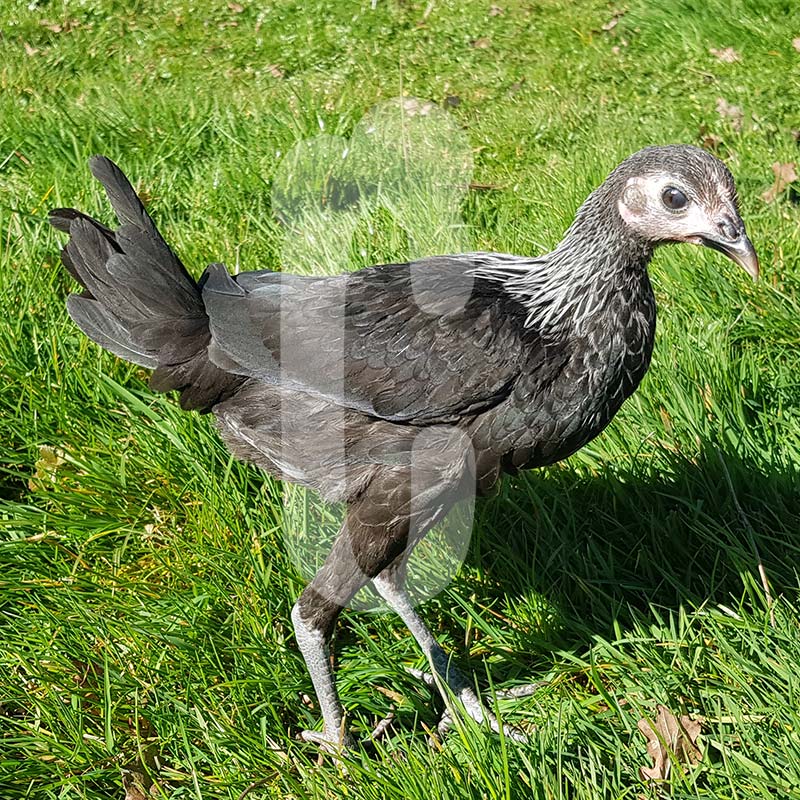 Poule Combattant Anglais Moderne nain