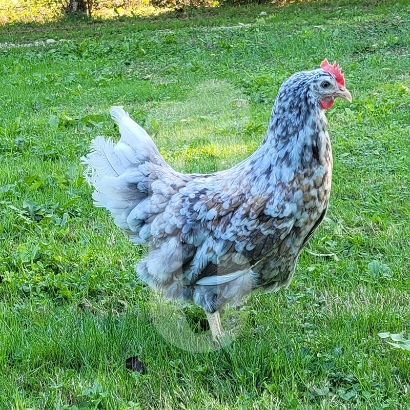 Poule Suédoise à fleurs
