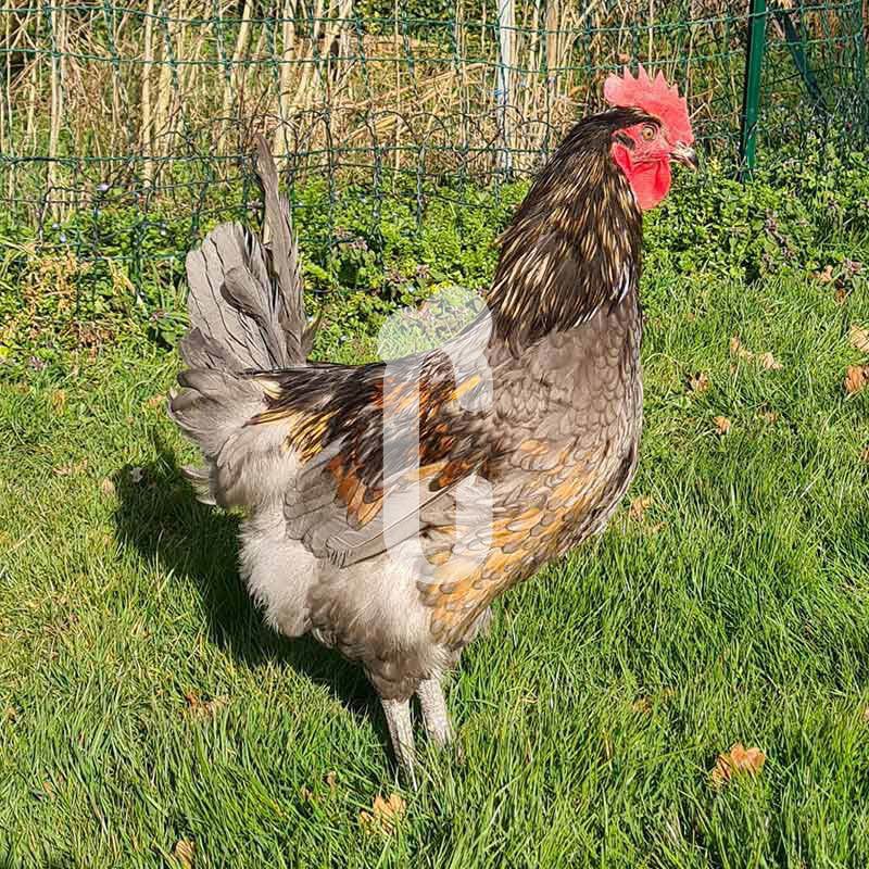 Coq Bleu cendré