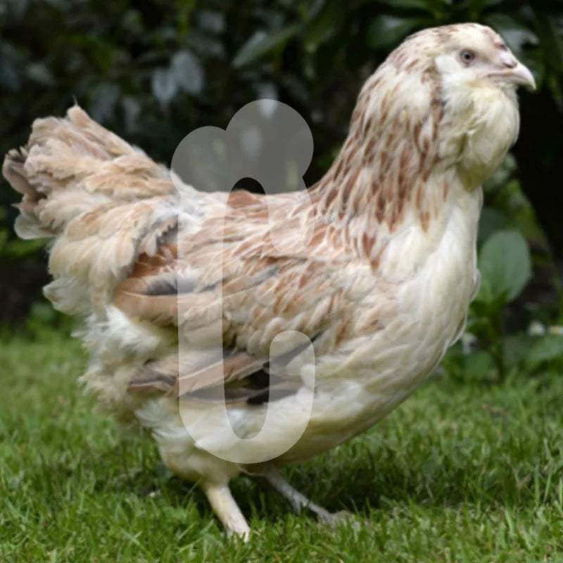 Poule Faverolles Allemande GR