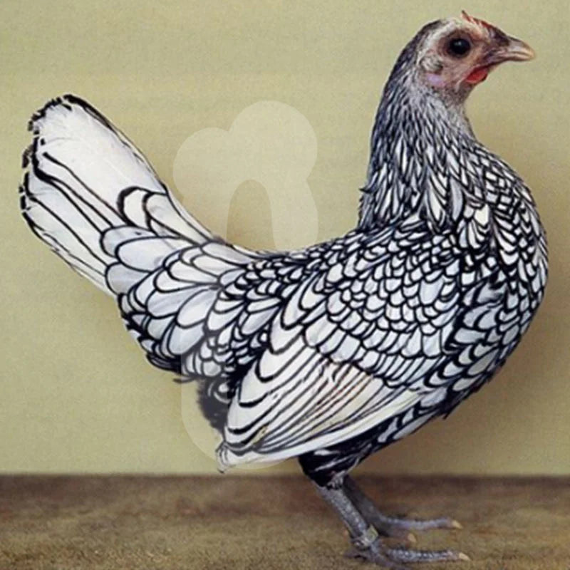 Poule Sebright