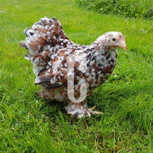 Poule Pékin