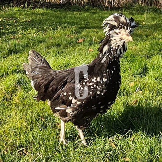 Poule Houdan
