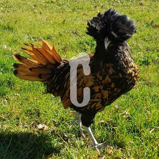Poule Padoue naine