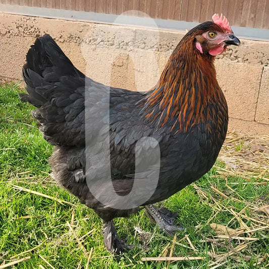 Poule Noirans