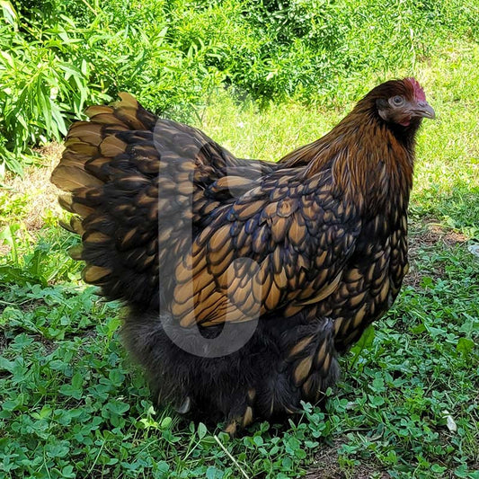 Poule Orpington