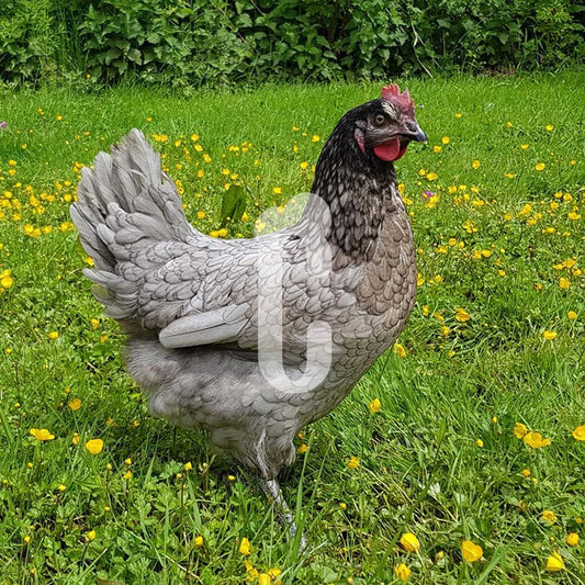 Poule Bleue cendrée