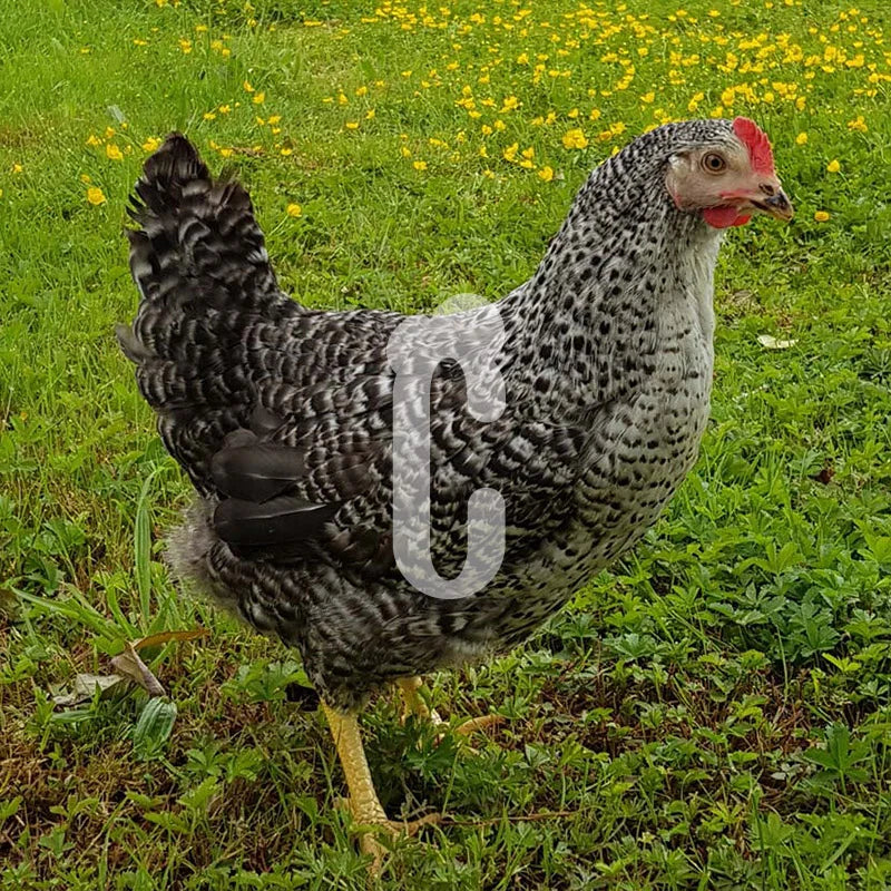 Poule Grise Coucou