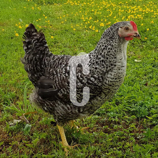 Poule Grise Coucou