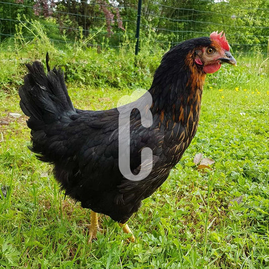Poule Noire