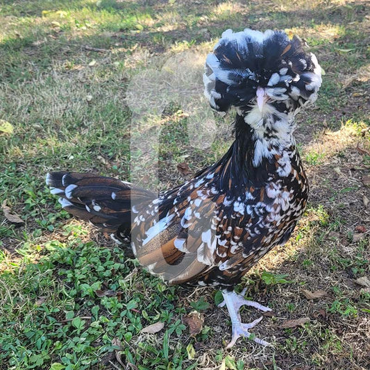 Poule Padoue Tricolore GR