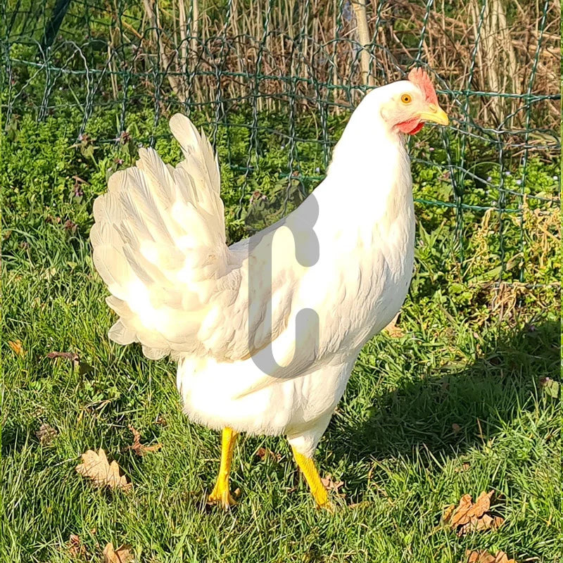 Poule Azur