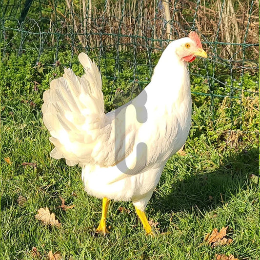 Poule Azur