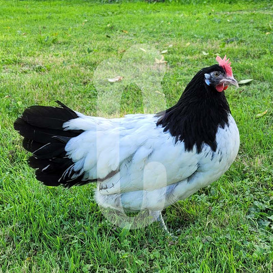 Poule Lakenvelder