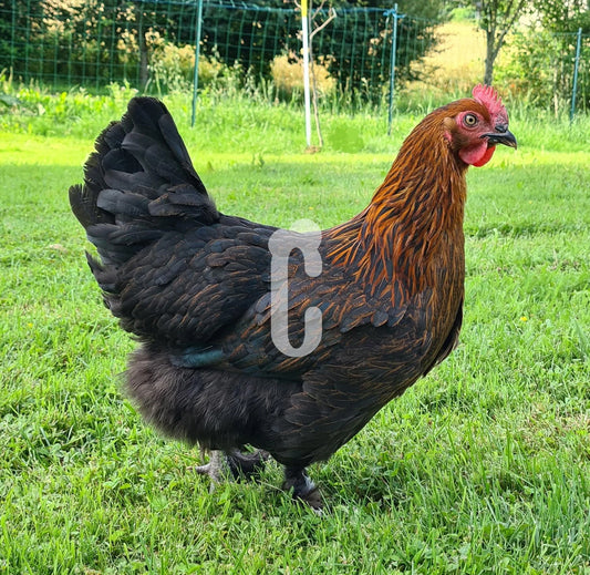 Poule Marans race pure