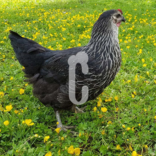 Poule Médicis