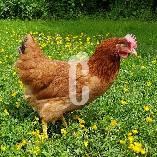 Poule Rouge