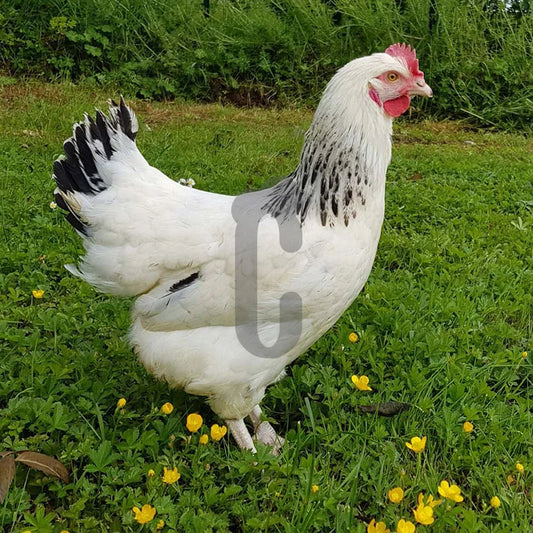 Poule Sussex Ponte