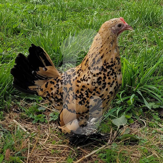 Poule Sabelpoot
