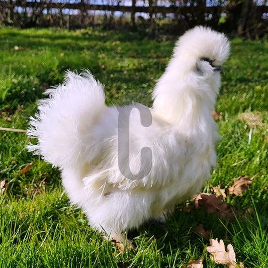 Poule Soie