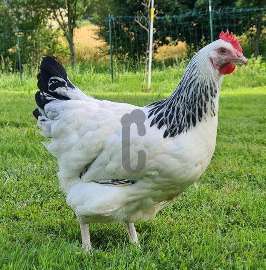 Poule Sussex race pure