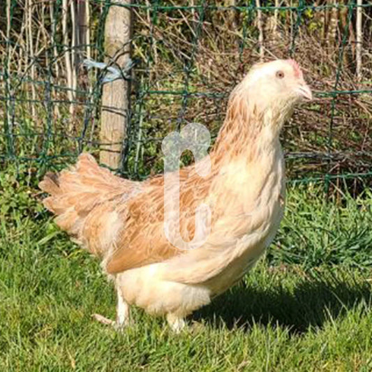 Poule Faverolles naine