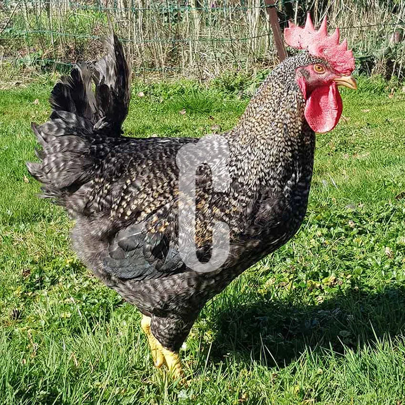 Coq type Coucou