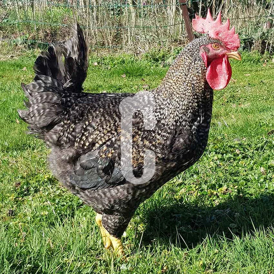 Coq type Coucou