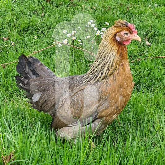 Poule Cream Legbar