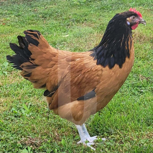 Poule Vorwerk
