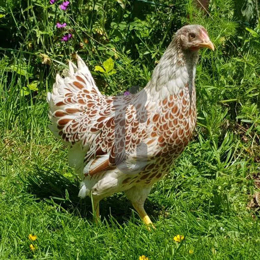 Poule Wyandotte naine
